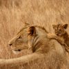 Lion-cub-Mara