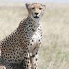 Mara-Cheetah-cubs