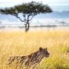 lion-mara-savannah