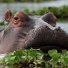 Hippo-lake-naivasha