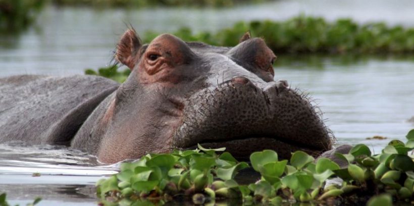 Hippo-lake-naivasha