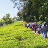 Kiambethu-Tea-Farm2