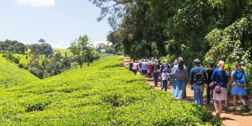 Kiambethu-Tea-Farm2