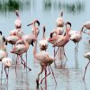 Lake-nakuru