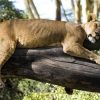 Lake-nakuru-lion Lake-nakuru-lion