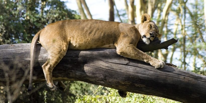 Lake-nakuru-lion Lake-nakuru-lion
