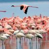 Lake-nakuru2