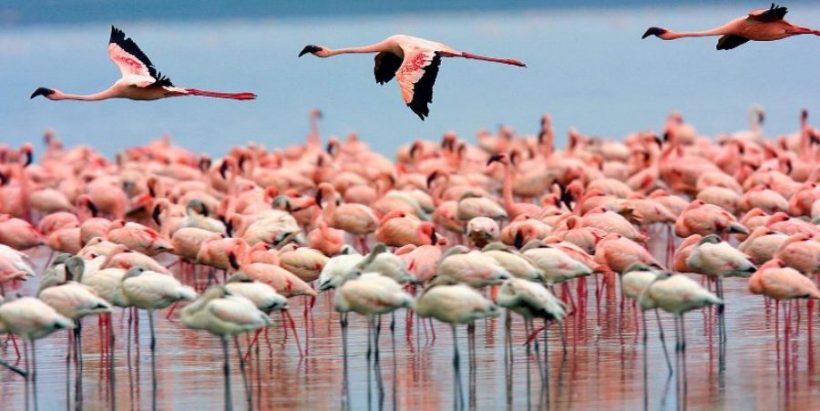 Lake-nakuru2