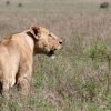 Lion_Nairobi_National_Park