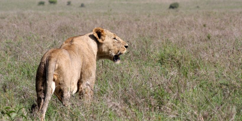 Lion_Nairobi_National_Park