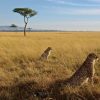 Mara-cheetahs