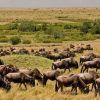 Mara-wildebeest