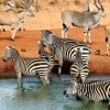 Tsavo-East-zebras