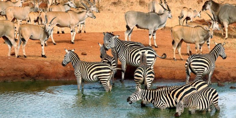 Tsavo-East-zebras