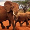 Tsavo-east-elephants