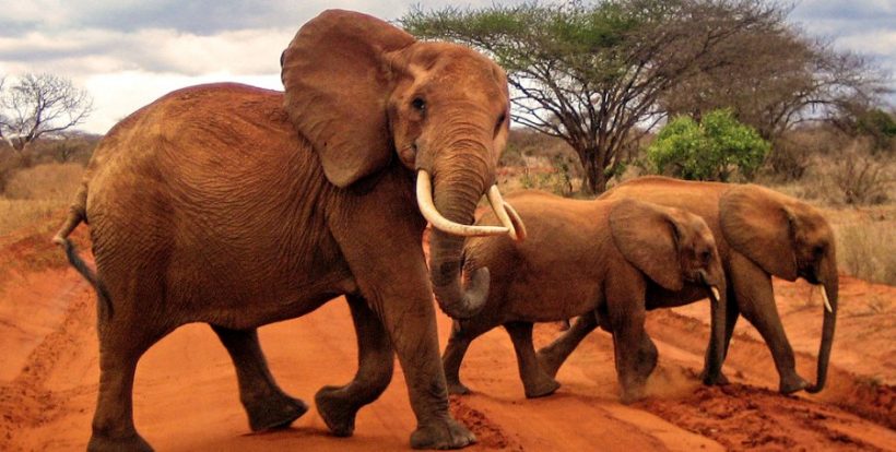 Tsavo-east-elephants