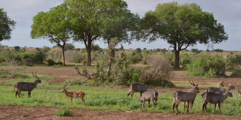 Tsavo-east-safari