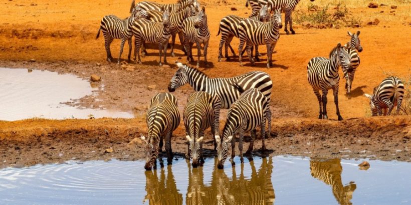 Zebras-Amboseli