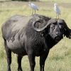 buffalo-Mara