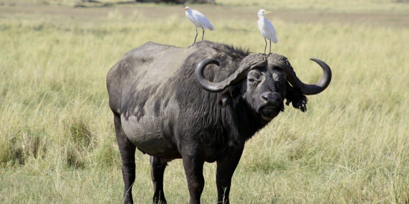 buffalo-Mara