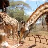 giraffe-center-nairobi