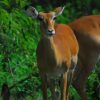 impala-Nairobi-National-park