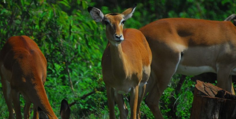 impala-Nairobi-National-park