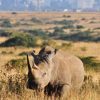 nairobi-national-park2