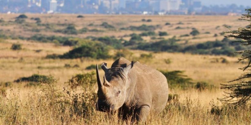 nairobi-national-park2