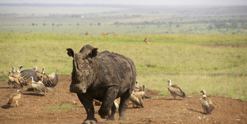 rhino-Nairobi-National-park