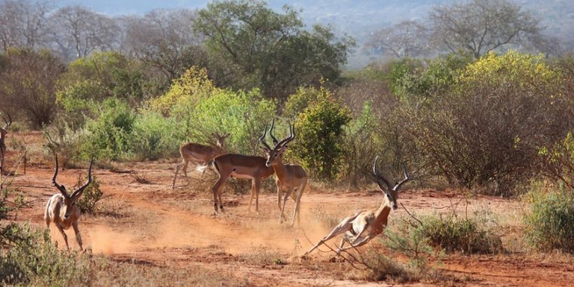 tsavo-east-gazelles