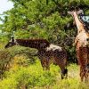 tsavo-west-national-park