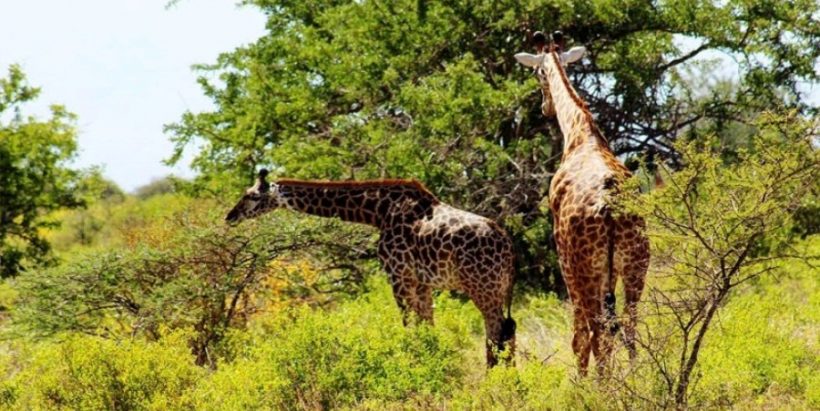 tsavo-west-national-park