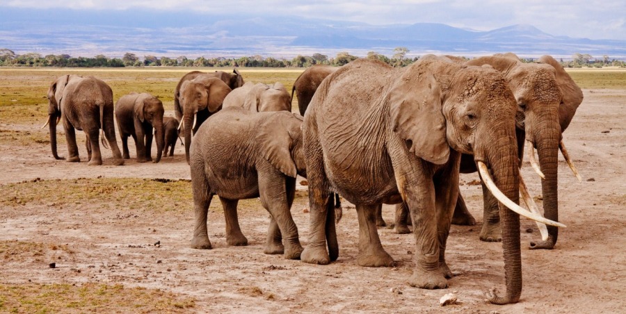 Amboseli-packages Amboseli-packages