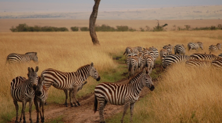maasai-mara-zebras maasai-mara-zebras